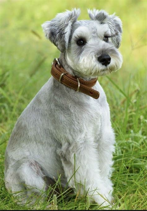 With a Puppy Cut the coat is clipped short (to 1.5-2 inches) all over; some choose to leave the facial furnishings a bit longer. Can easily be done at home with instruction. Schnauzer Cut: If your Snorkie favors a Mini Schnauzer, this style looks great (and is really nothing more than a trim). The body hair is cut to about two inches, with the ... 